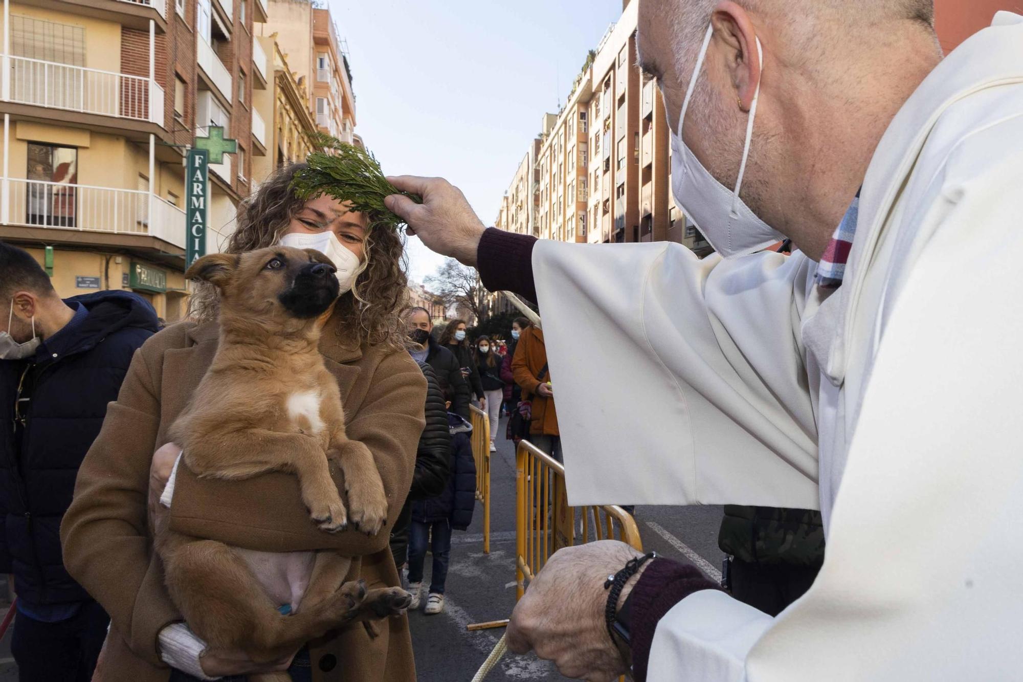 Búscate en la bendición de animales de Sant Antoni