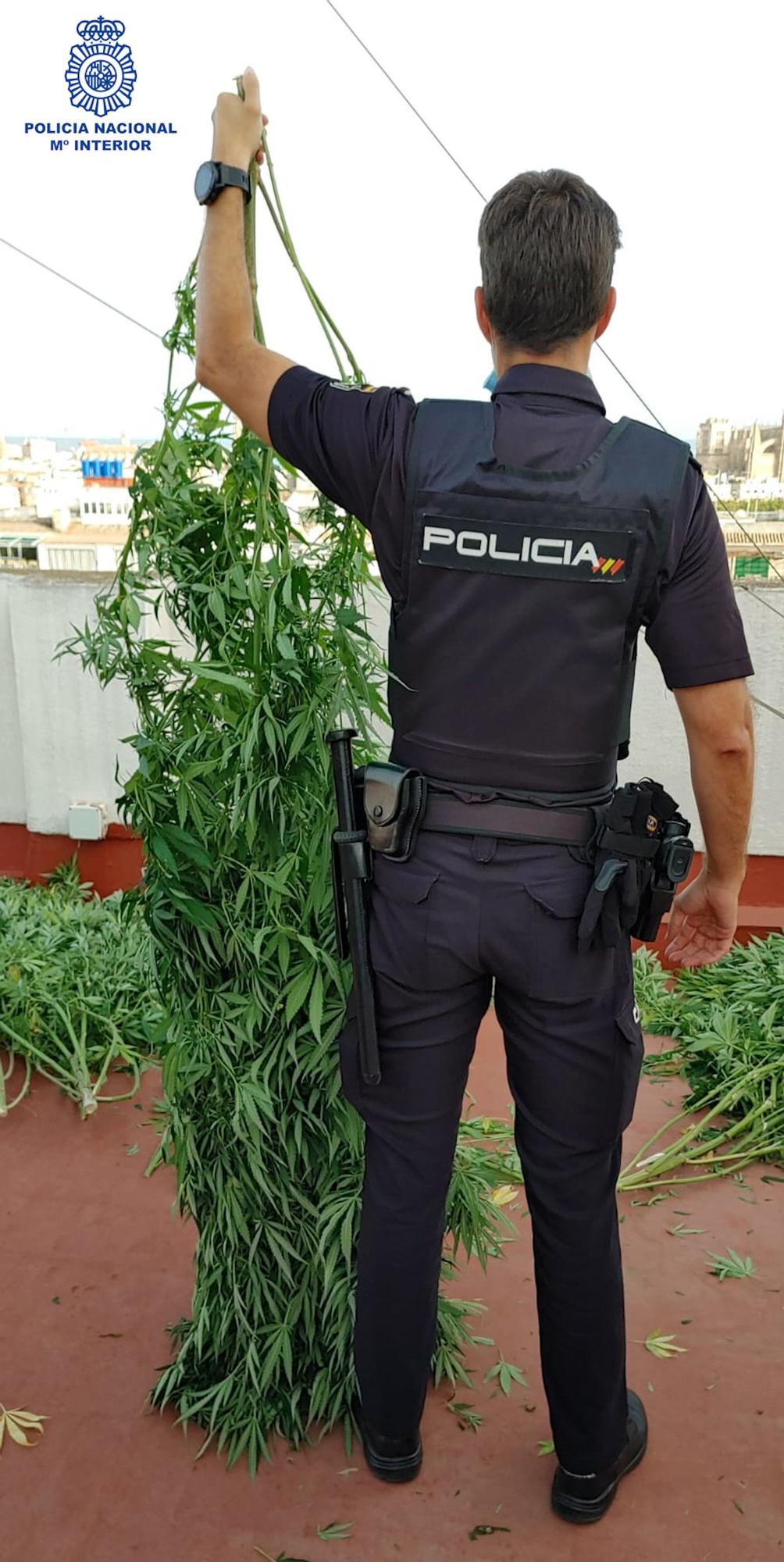 Un policia, con varias de las plantas de marihuana intervenidas.