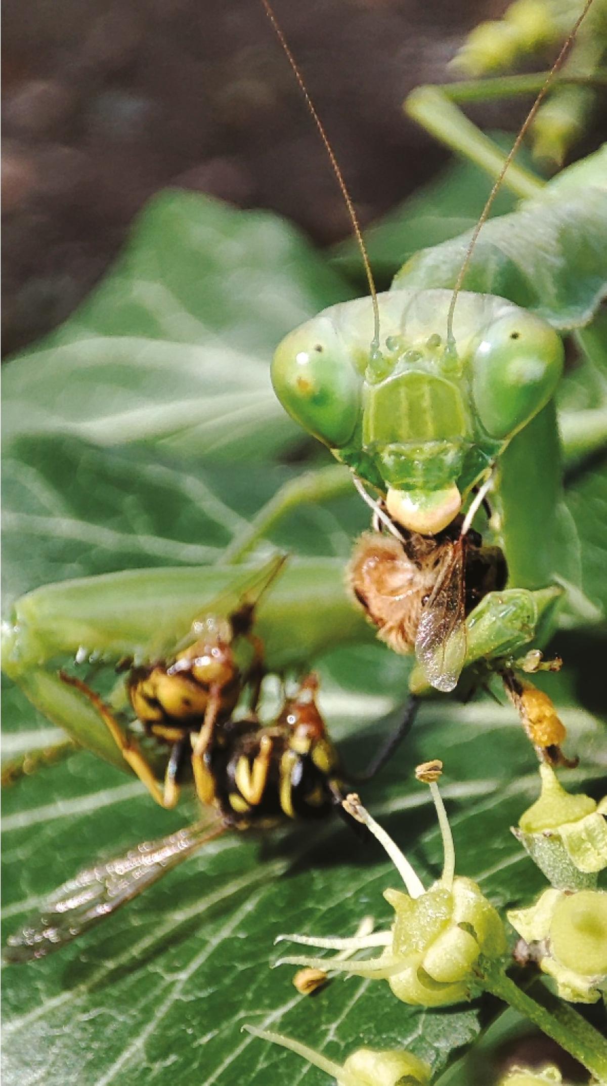 Una mantis gigante, devorando una avispa