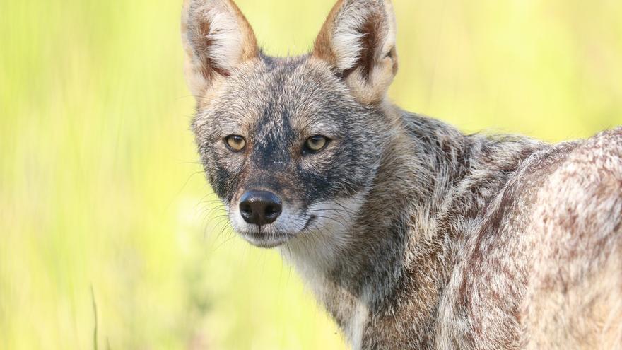 Nova espècie invasora: el xacal daurat arriba a Espanya