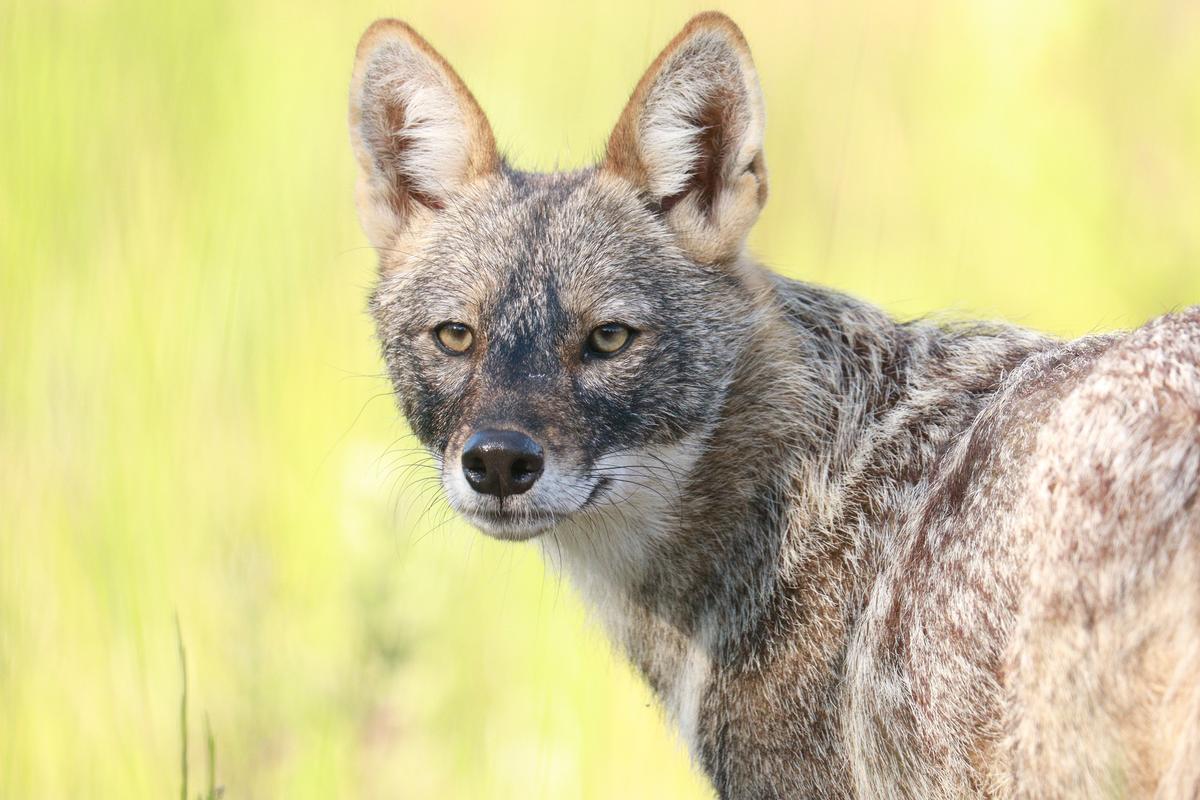 Nova espècie invasora: el xacal daurat arriba a Espanya