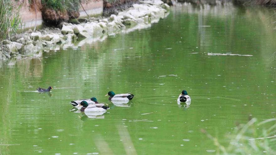 El lago del Parque de Cabecera se tiñe de un alarmante color verde