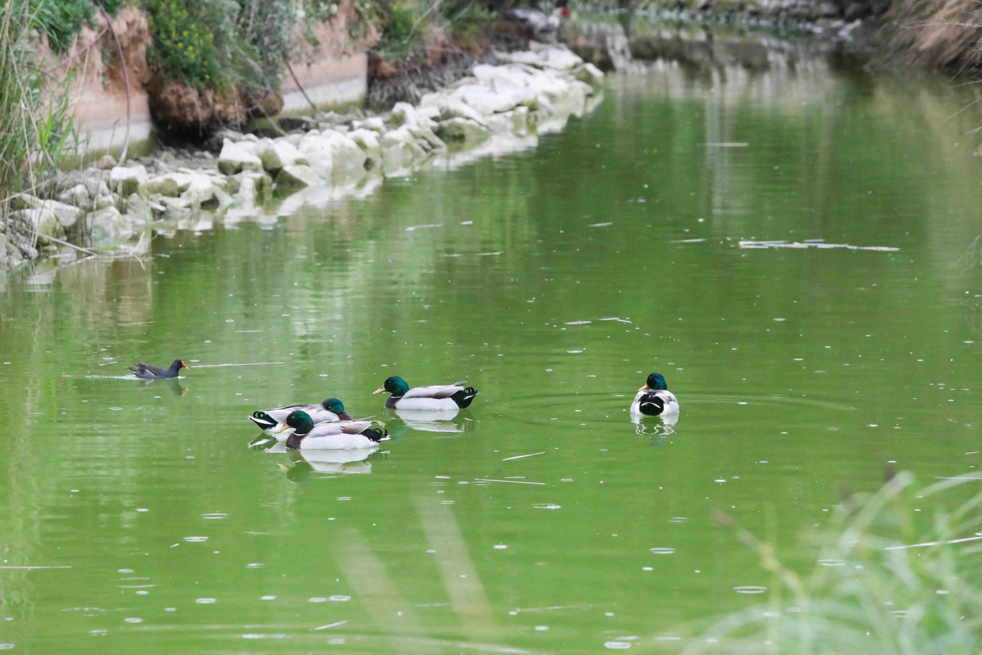 Agua teñida de verde en el Parque de Cabecera