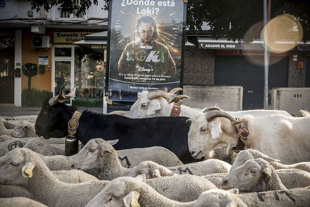 Los últimos trashumantes