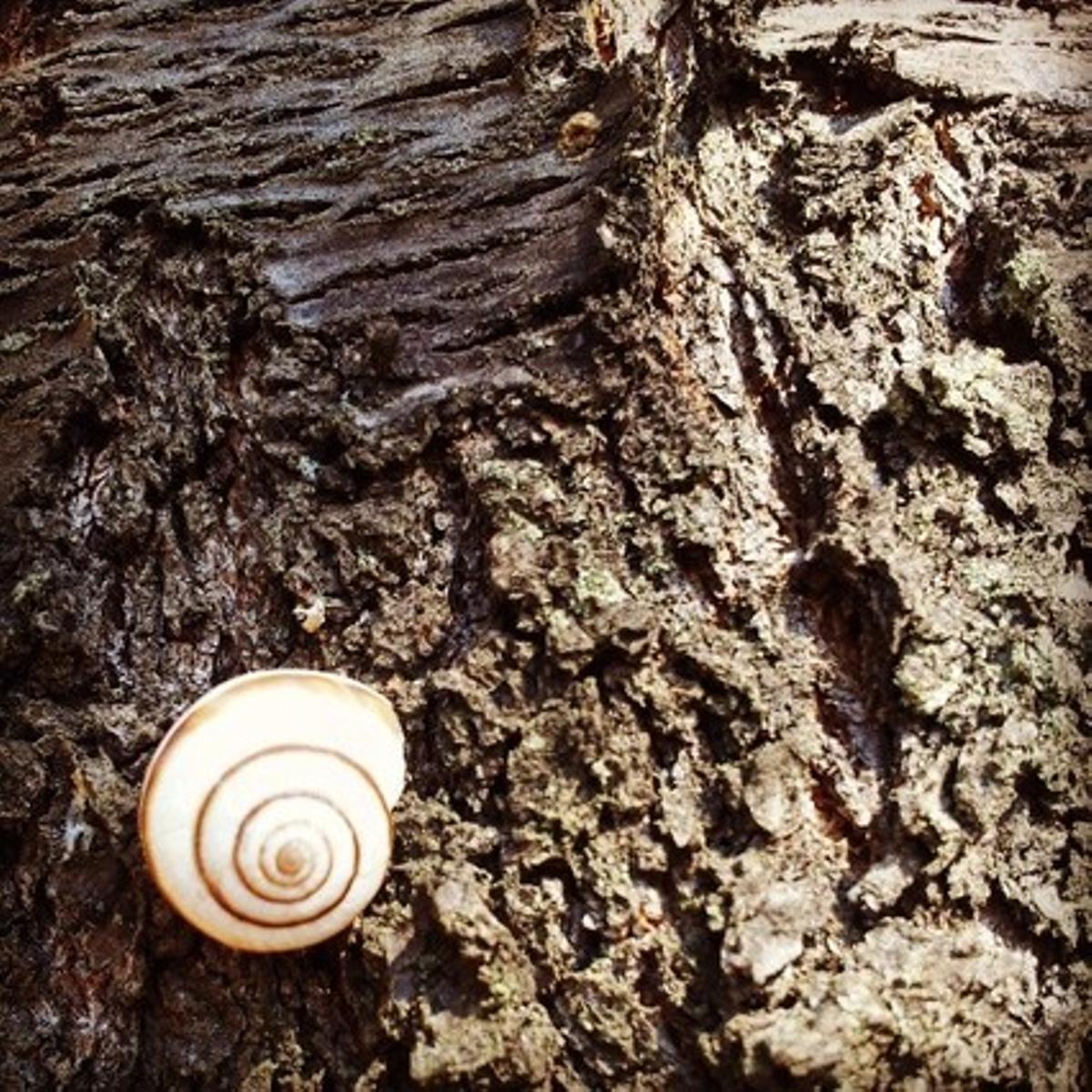Un caracol quieto en un tronco.