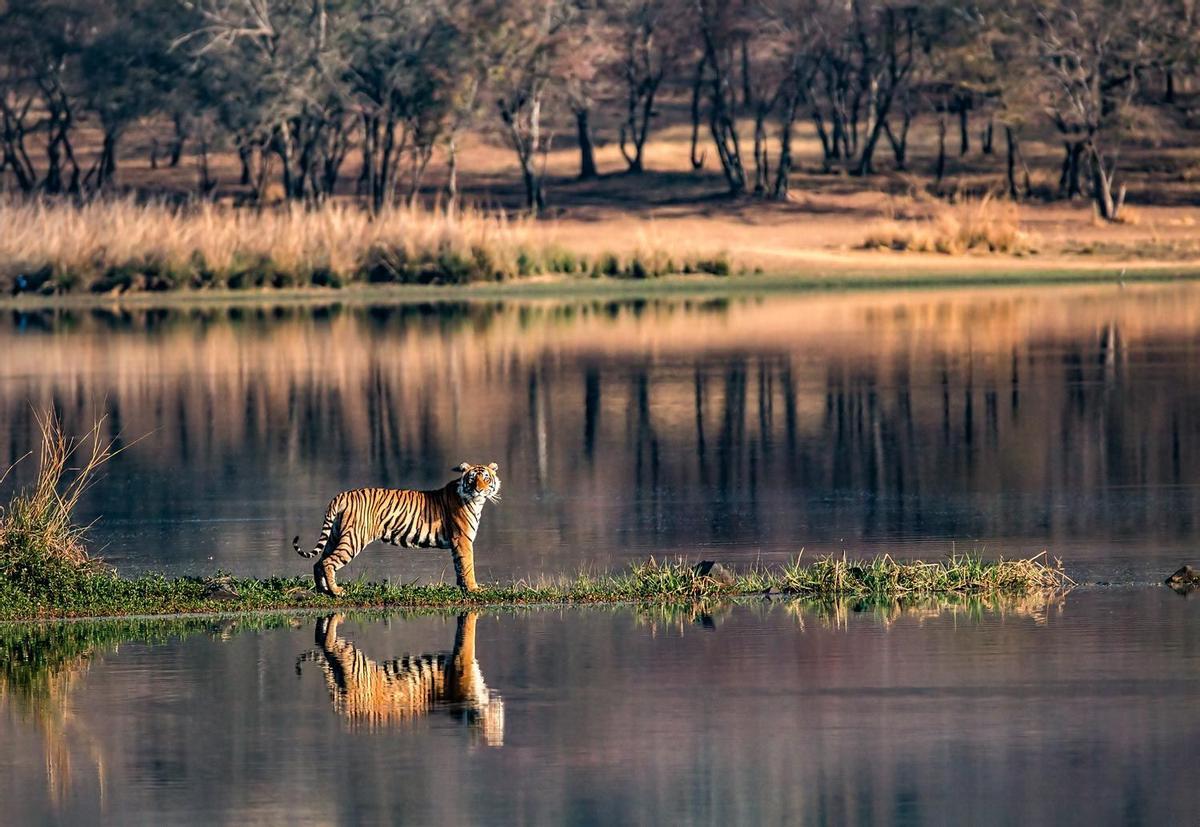 Ranthambhore, tigre, india