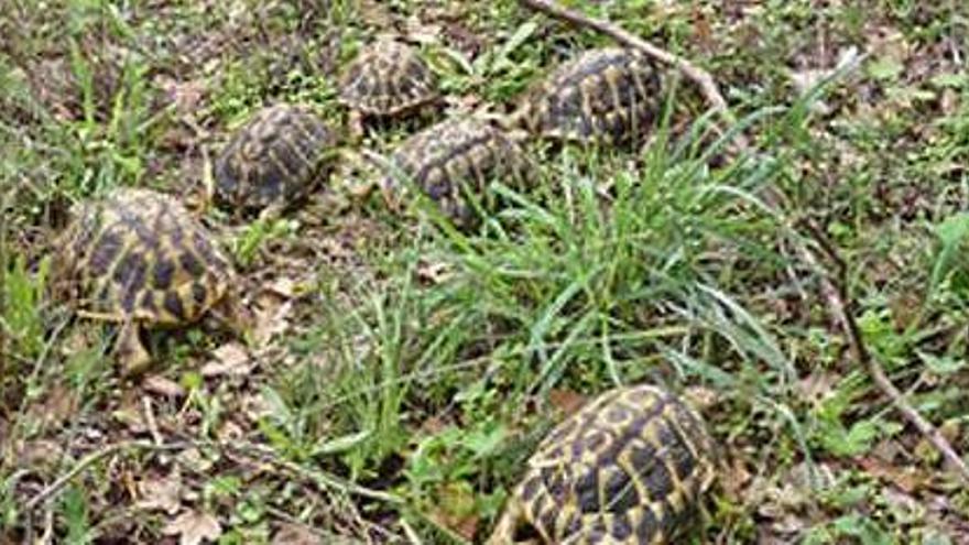 Tortuges alliberades al Paratge Natural de l&#039;Albera.