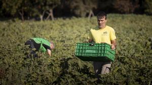 Voluntarios de la Fundació Espigoladors recogen verduras que han quedado descartadas en un campo de El Prat de Llobregat. o meterlas en el circuito alimentario. Fotos tomadas en un campo de pimientos y berenjenas de El Prat de Llobregat mientras un grupo de voluntarios y voluntarias recogían las hortalizadas descartadas por el agricultor pero que todavía son aptas para el consumo Fotografía de Ferran Nadeu