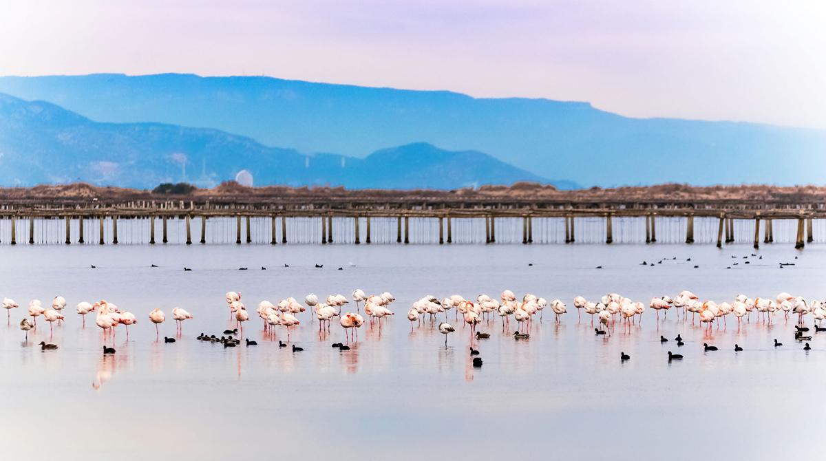 Flamencos en el Delta del Ebro.