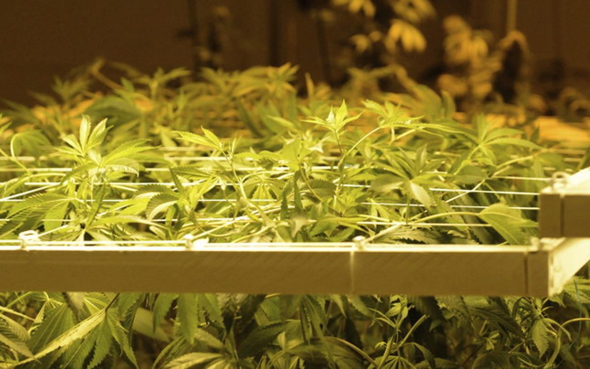 Plantes de marihuana cultivades a Denver, Colorado, EUA.