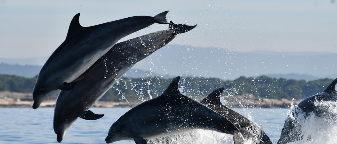 Un grupo de delfines desplazándose y divirtiéndose en la ría.