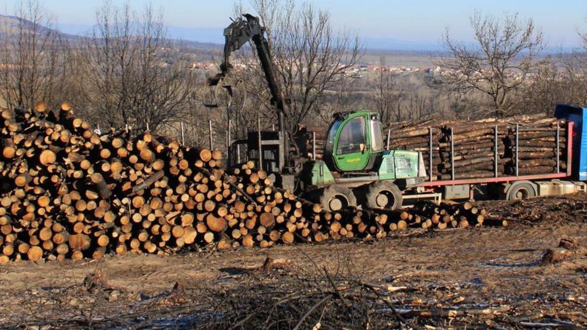 Madera quemada