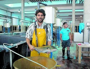 La ULPGC mejora el crecimiento y la supervivencia de los medregales