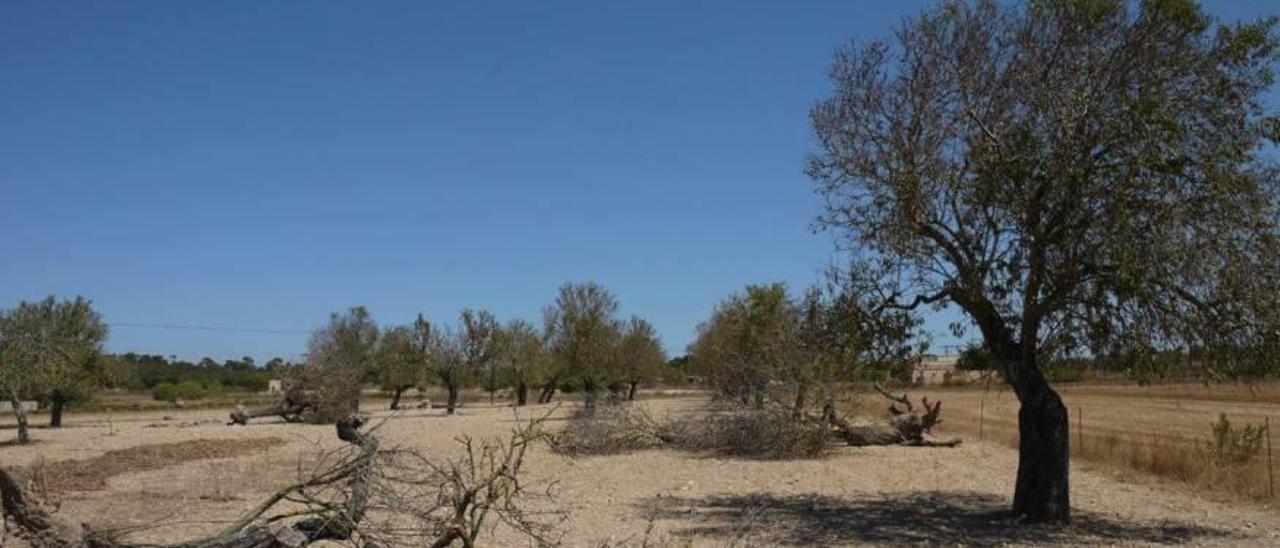 Imagen de los efectos de la sequía a los cultivos de almendros en Mallorca.