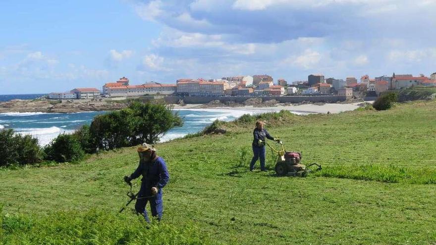 A Laracha limpia la vegetación de la zona próxima al paseo marítimo