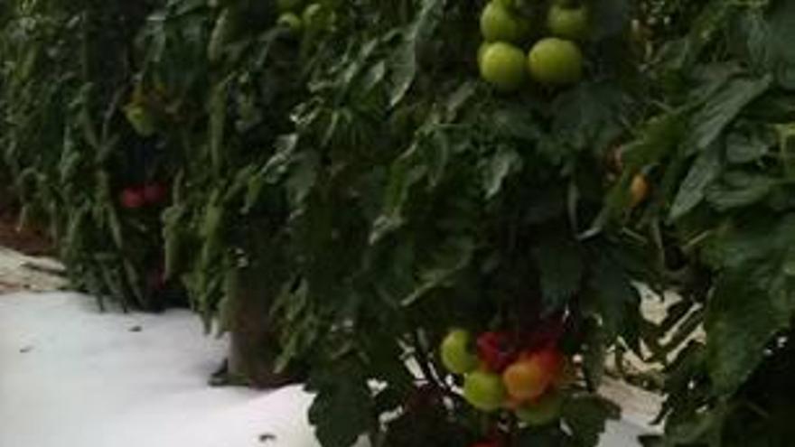 Exigen medidas para paliar los daños que ocasionó el granizo en los huertos de Vilafranca