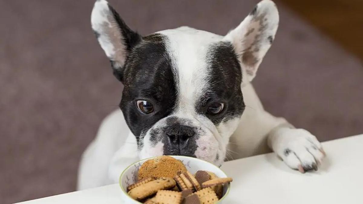 Un perro olfatea un bol con comida.
