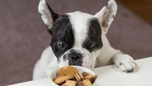 Un perro olfatea un bol con comida.