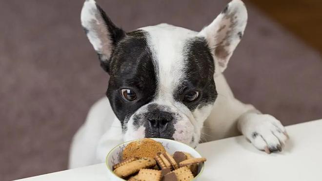 Un perro olfatea un bol con comida.