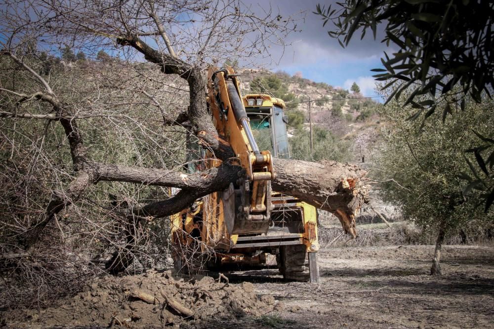 La Xylella se extiende por la provincia