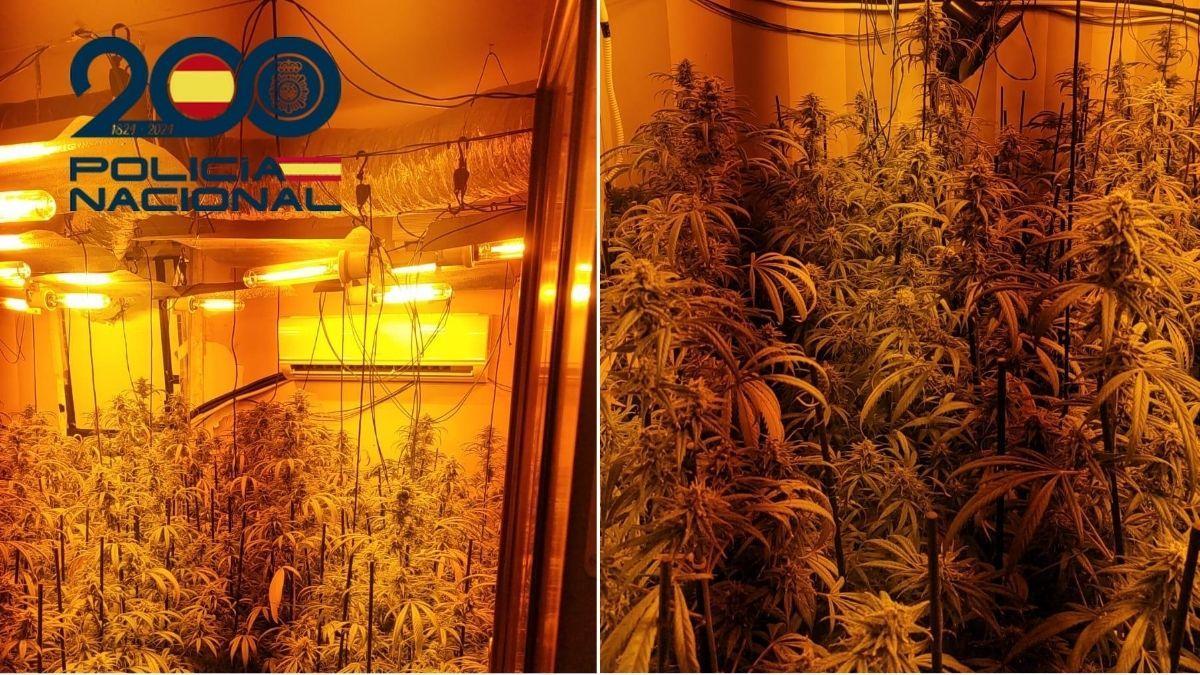 Plantación de marihuana 'indoor' desmantelada por la Policía Nacional en Alcalá de Guadaíra