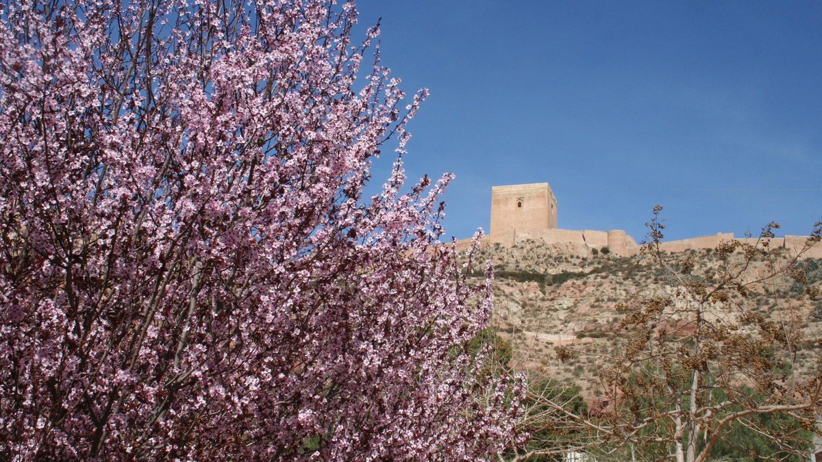 La Torre Alfonsina del Castillo vista desde el Parque de la Mujer en el que estos días florecen los almendros.