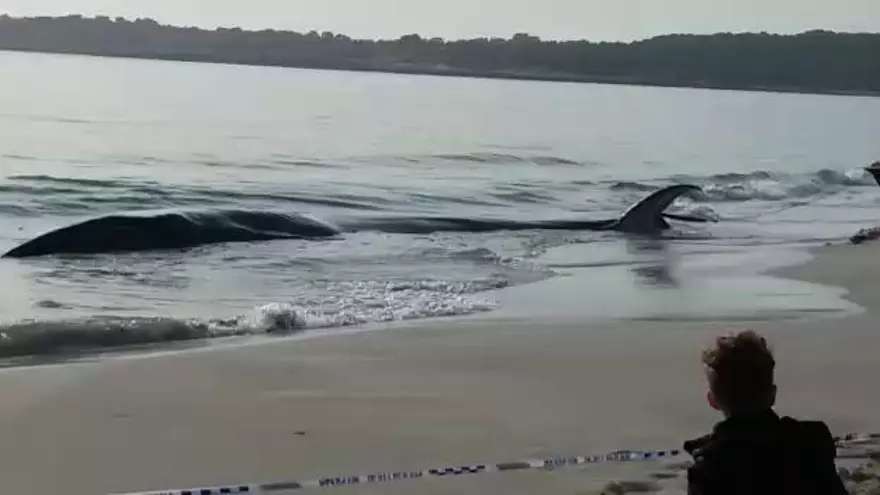 Bergung eines Wales an der Küste von Cala Millor