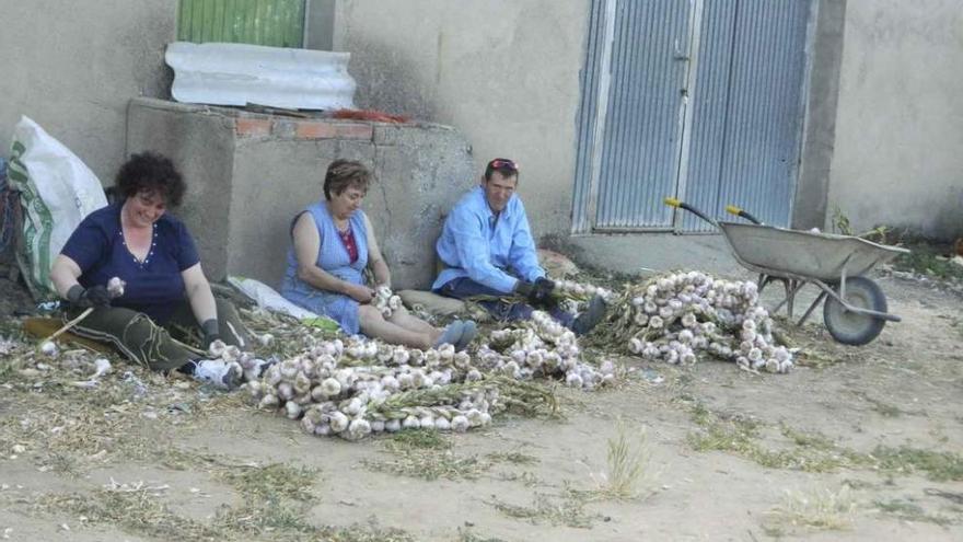 Tres personas dedicadas a la tarea de formar hilos y ristras de ajo.