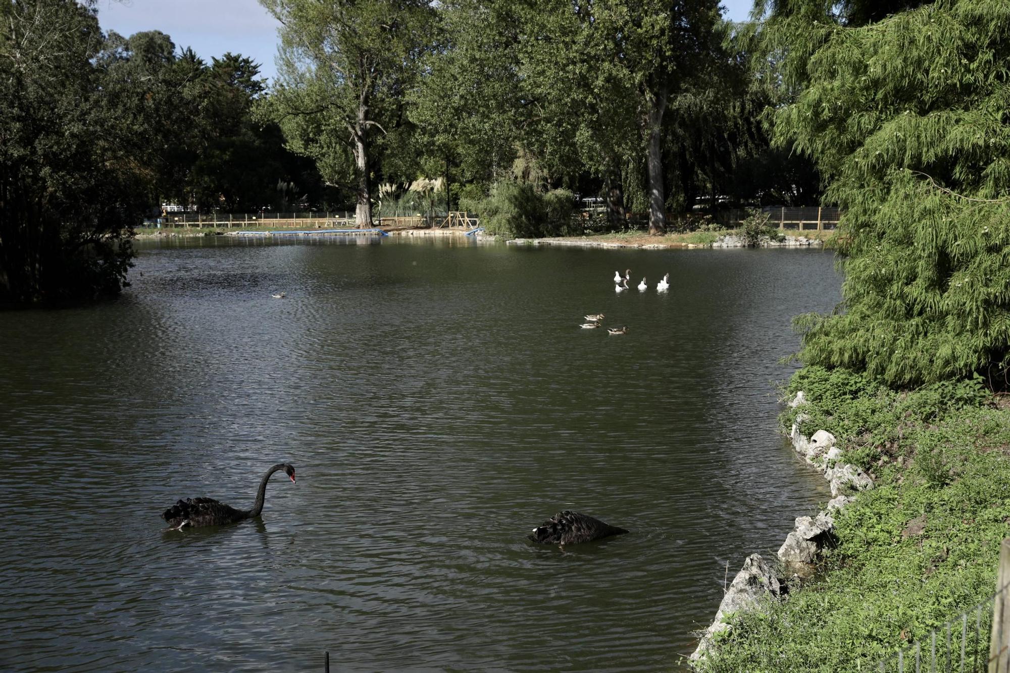 El gran estanque de Isabel la Católica vuelve a llenarse de vida (en imágenes)