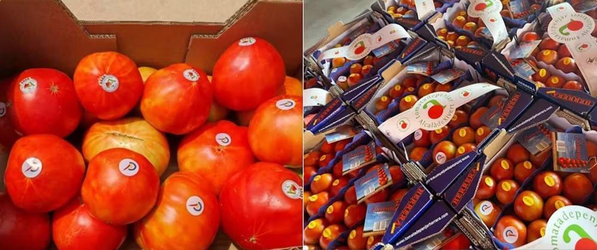 Frutos en el mercado de la variedad ‘Tomata Valenciana’ con el logo de la Associació de Productors i Comercialitzadors de la Tomata Valenciana y de la ‘Tomata De Penjar d’Alcalà de Xivert’. Ambas están distinguidas con la marca CV de la Generalitat Valenciana.