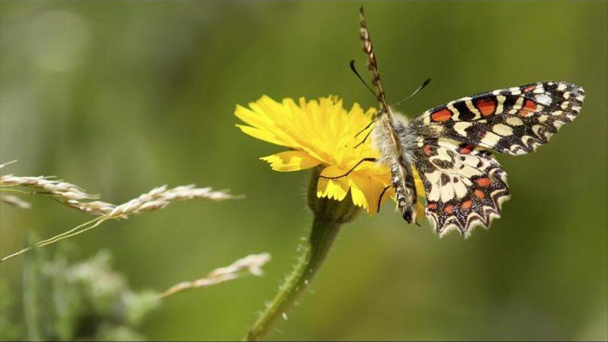 &quot;Mariposas y oasis, deliciosos palmerales...&quot;