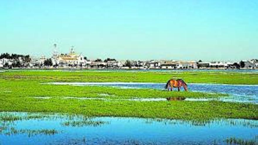 Doñana es un espacio natural protegido situado en las provincias de Huelva, Sevilla y Cádiz.