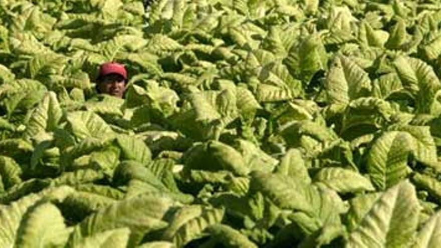 Extremadura ha perdido la mitad de sus productores de tabaco desde el 2000