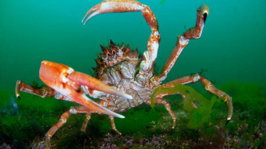 Una centolla en la Ría de Arousa