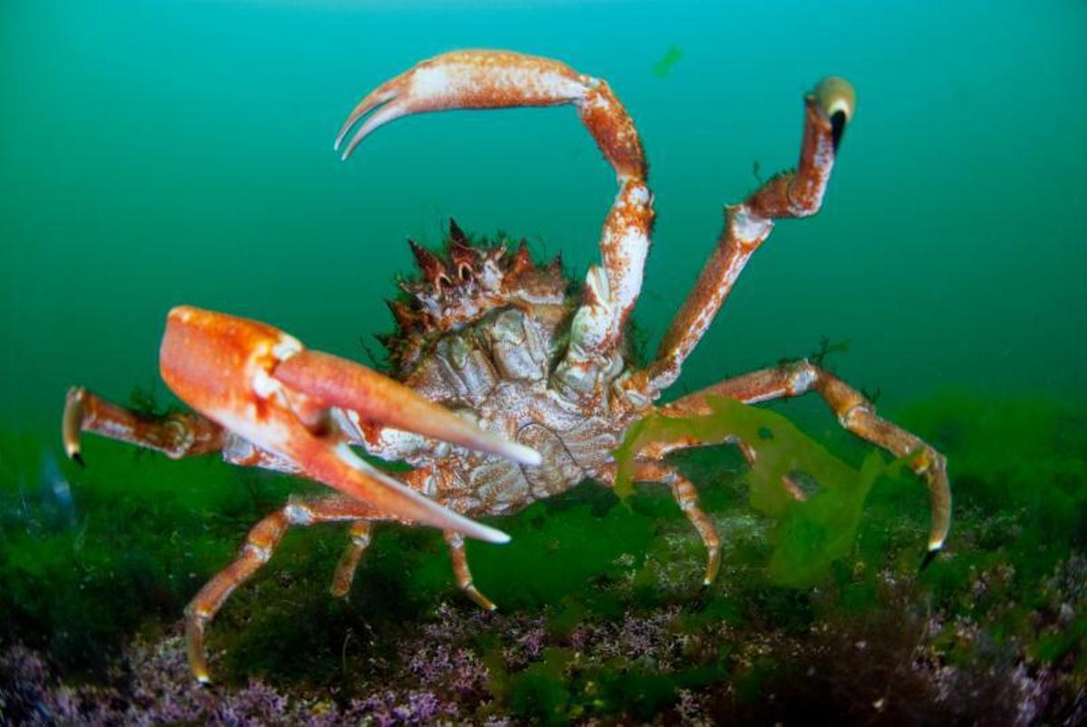 Jorge Candán y Pilar Barros, los Cousteau gallegos
