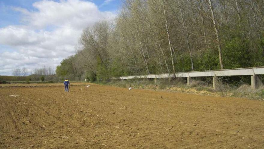 Un agricultor de Villaveza del Agua realiza labores en una parcela de la ribera del Esla. Al lado, una chopera.