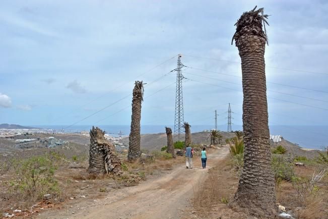 PALMERAL ENFERMO EN EL LAZO Y EL FONDILLO