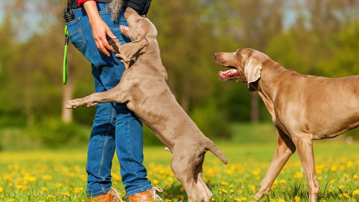 Un completo seguro que cubre también a las mascotas de la casa