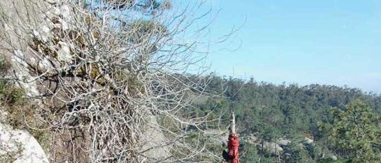 Los encargados de la clonación de la higuera, ayer. // Muñiz