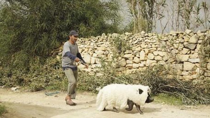 Un cerdo en Gaza