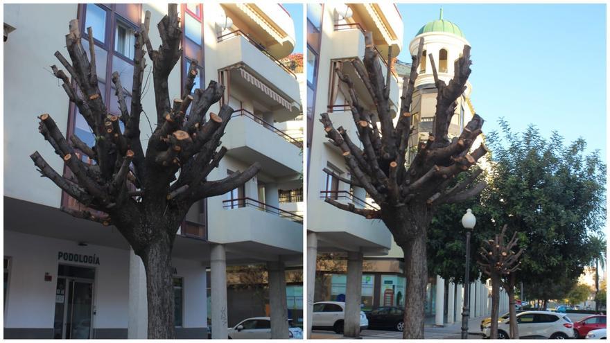 Ecologistas en Acción Córdoba tacha de &quot;arboricidio&quot; las talas en la plaza de la Flor del Olivo