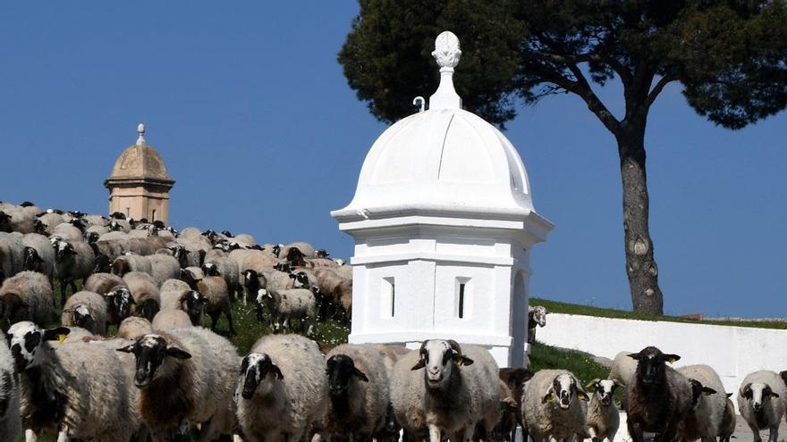 VÍDEO | El castell de Sant Ferran recupera la pastura per mantenir-lo i protegir una planta endèmica de Figueres i el seu entorn