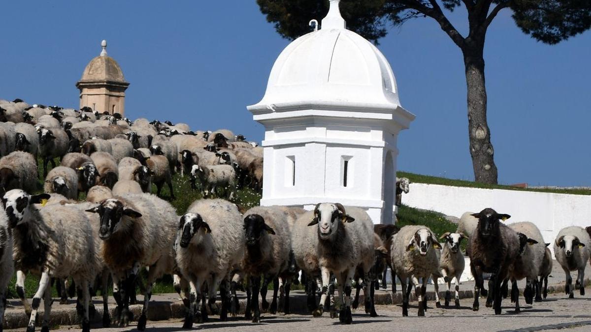 El castell de Sant Ferran recupera la pastura per mantenir-lo i protegir una planta endèmica de Figueres i el seu entorn