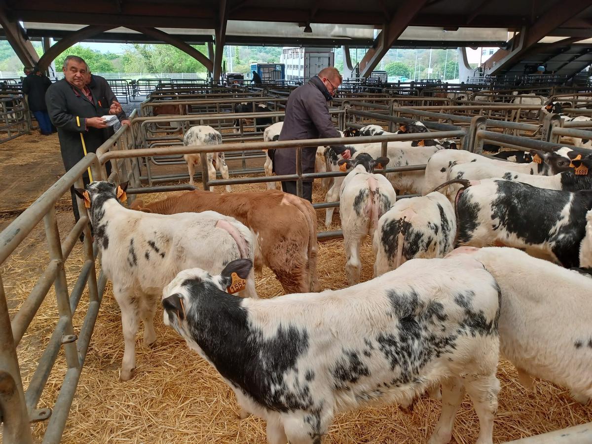 El mercado de ganado de los jueves en Siero: así operan los tratantes en la cita del recinto poleso