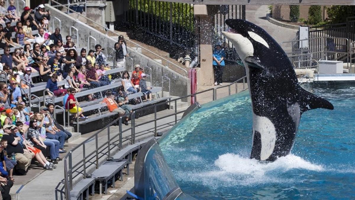 Espectáculo con orcas del parque SeaWorld en San Diego