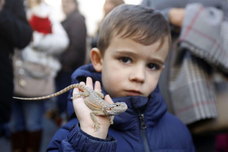 Fiesta de Sant Antoni en la ciudad de València