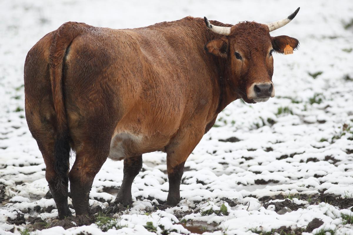 Una vaca busca alimento en un prado nevado en O Cadavo (Lugo), este miércoles. El frente que atraviesa España asociado a la borrasca Barra está dejando este miércoles precipitaciones de nieve en cotas muy bajas y rachas fuertes de viento que complican la situación meteorológica en el norte peninsular.