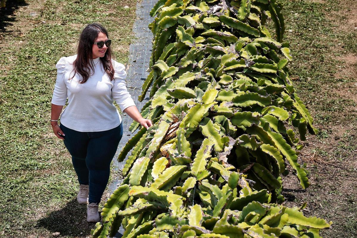 Isora García, en el cultivo de pitaya de Pitaber, en el sur de Tenerife.