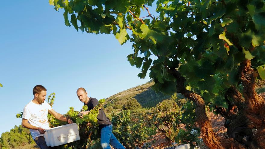 Bodegas San Alejandro, 60 años tras las mejores garnachas