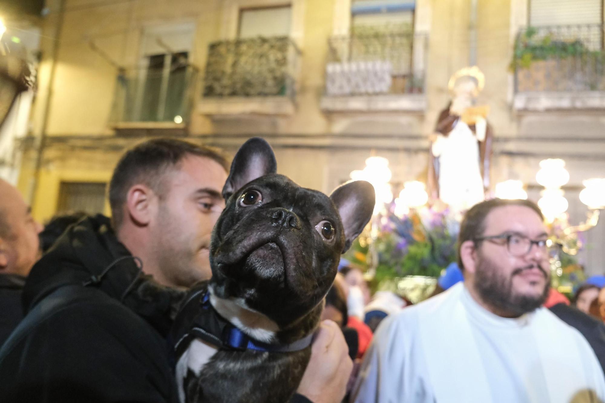 Así ha sido la celebración de la festividad de San Antón en Elda